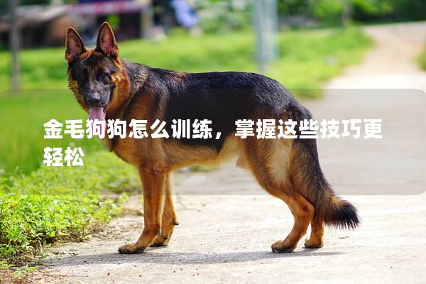 金毛狗狗怎么訓練，掌握這些技巧更輕松